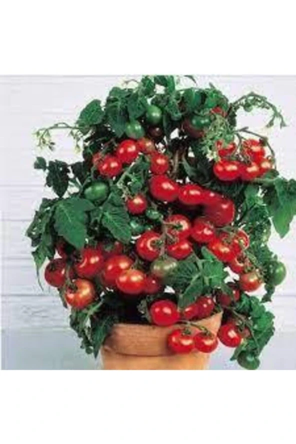 150 Adet Tohum Süper Paket Cherry Çeri Domates Tohumu Saksılık Saksı Toprak Sürpriz Hediye Tohum