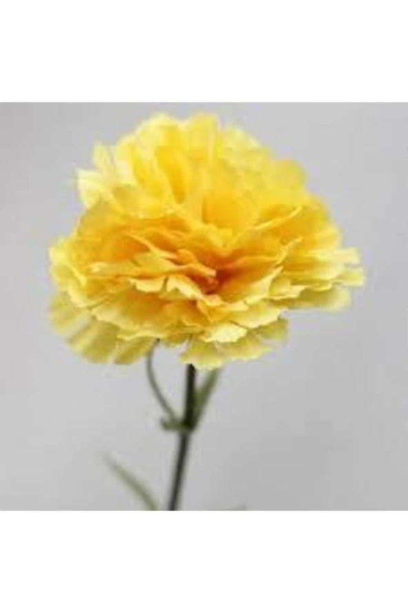 Tohum Sarı Karanfil Çiçeği Tohumu 10 Adet ürün görseli 1