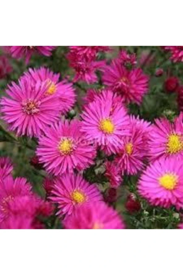 5 Adet Tohum Nadir Bulunan Saraypatı Saray Patı Çiçeği Tohumu Saksı Toprak Hediyemizdir Hediye Tohum ürün görseli 1