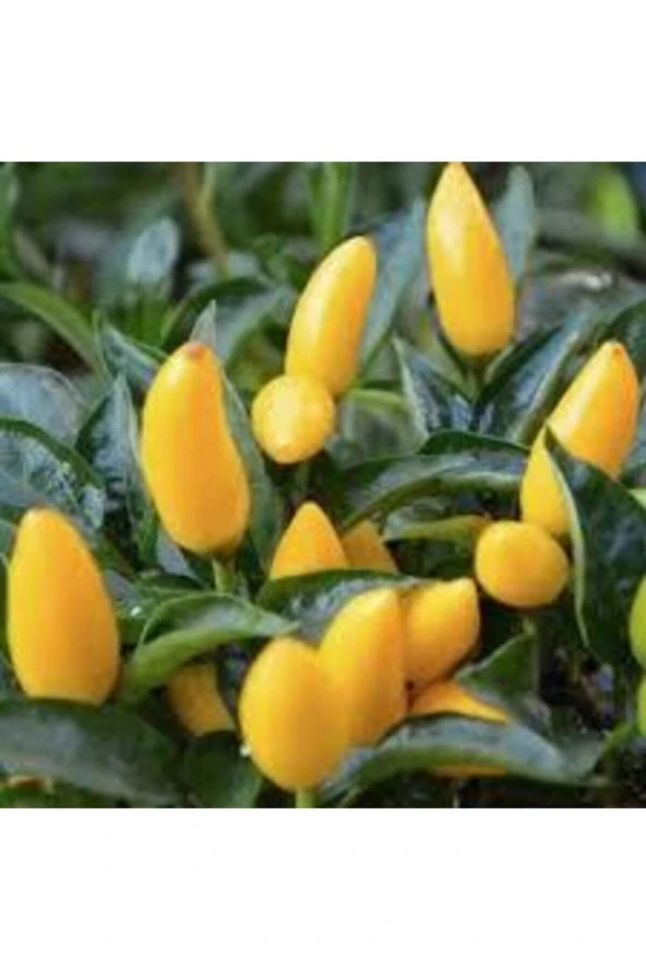 20 Adet Tohum Acı Süs Biberi Tohumu Fındık Biberi Tohumu Topak Biber Tohum Saksı Torak Hediye ürün görseli