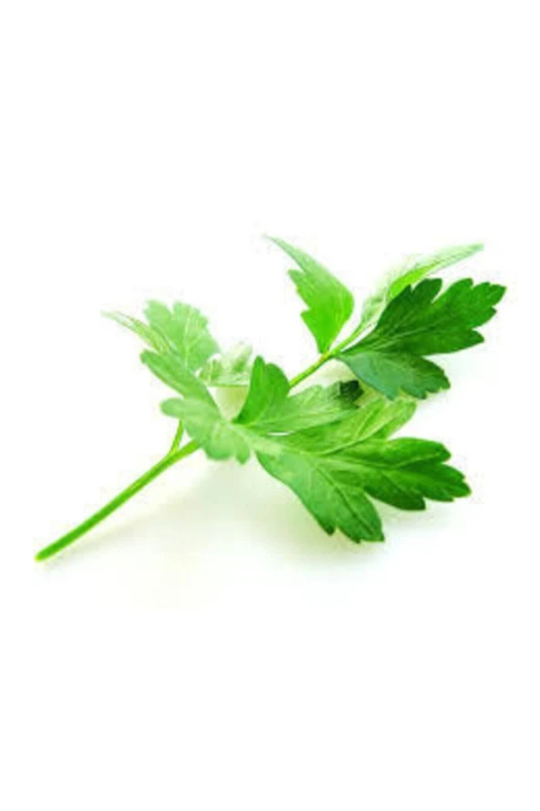Tohum Geniş Yaprak Maydonoz Tohumu 250 Adet - Resim 2