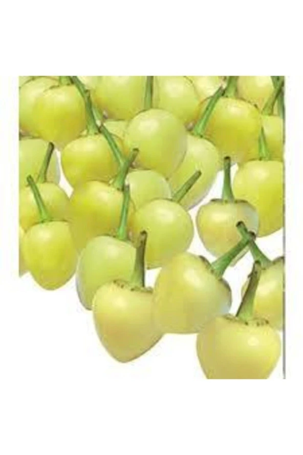 20 Adet Tohum Acı Süs Biberi Tohumu Fındık Biberi Tohumu Topak Biber Tohum Saksı Torak Hediye - Resim 3