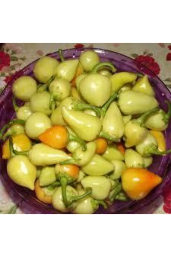 20 Adet Tohum Acı Süs Biberi Tohumu Fındık Biberi Tohumu Topak Biber Tohum Saksı Torak Hediye - Resim 4