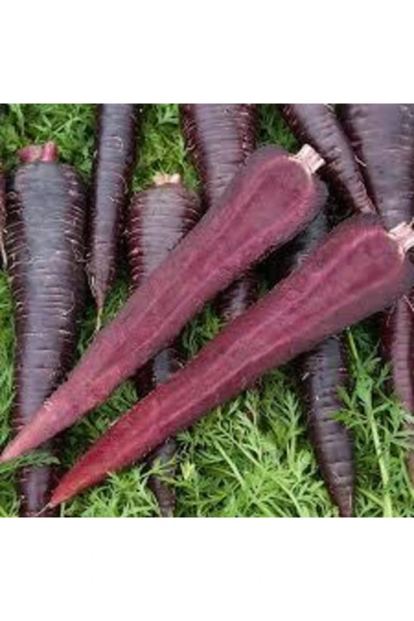 50 Adet Tohum Eko Paket Esvet Mor Havuç Şalgam Tohumu Sürpriz Hediye Tohumludur - Resim 2