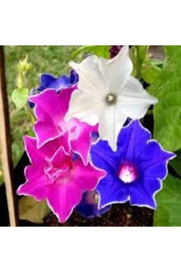 10 Adet Tohum Ipomea Purpurea Çiçeği Tohumu ürün görseli