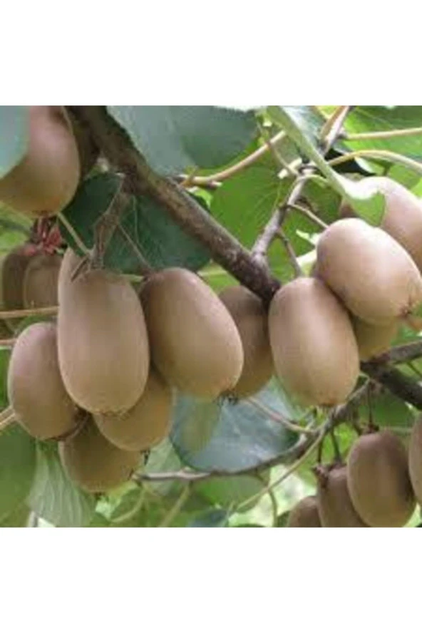 5 Adet Tohum Bodur Kivi Ağacı Tohumu - Resim 3