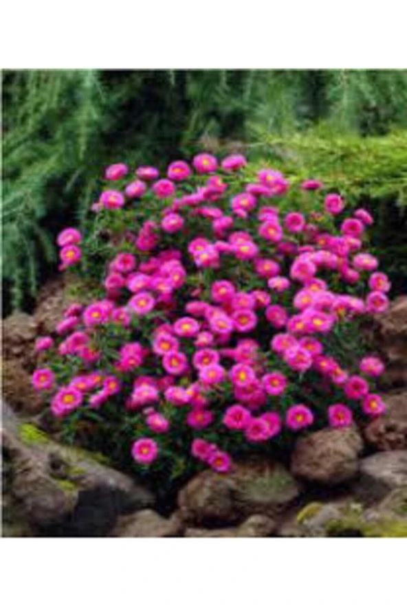 5 Adet Tohum Nadir Bulunan Saraypatı Saray Patı Çiçeği Tohumu Saksı Toprak Hediyemizdir Hediye Tohum - Resim 2