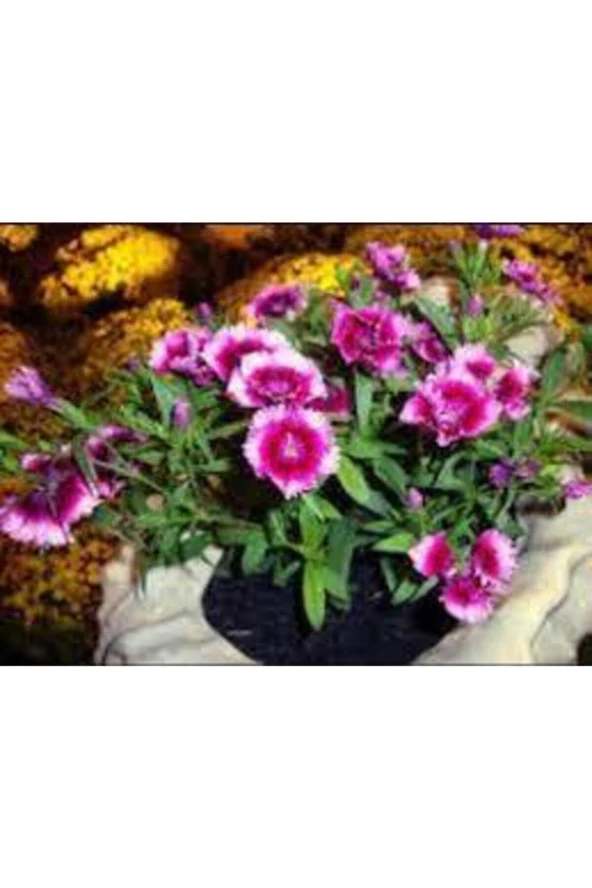 10 Adet Tohum Nadir Bulunan Çin Karanfili Çiçeği Tohum Çiçek Tohumu Karanfil Çiçeği Çin ürün görseli