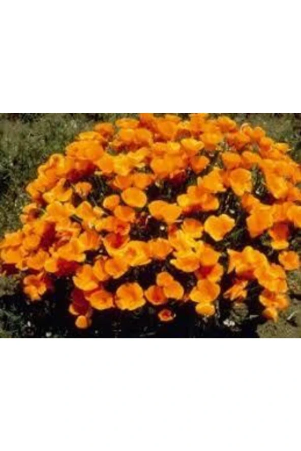 10 Adet Tohum Acem Lalesi Çiçek Tohumu Acem Lalesi Çiçeği Hediye Tohumludur - Resim 3