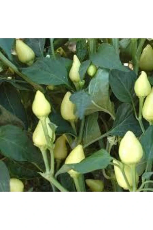 20 Adet Tohum Acı Süs Biberi Tohumu Fındık Biberi Tohumu Topak Biber Tohum Saksı Torak Hediye - Resim 2