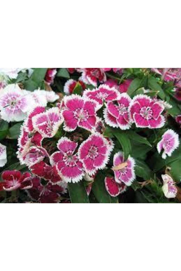 10 Adet Tohum Nadir Bulunan Çin Karanfili Çiçeği Tohum Çiçek Tohumu Karanfil Çiçeği Çin - Resim 4