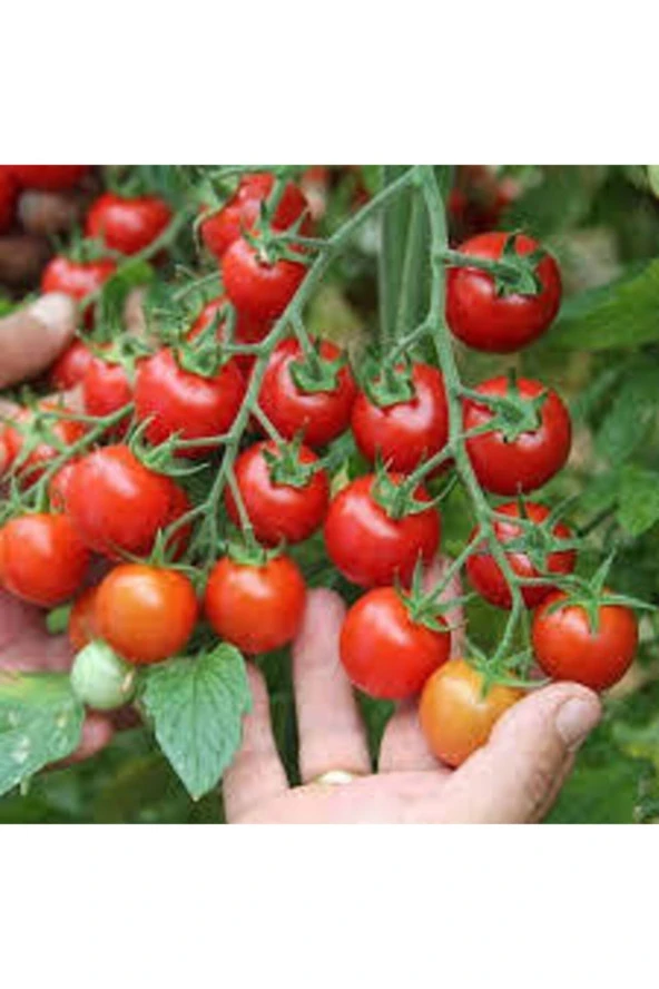 Tohum Süper Paket Cherry Domates Ata Tohum 150 Adet ürün görseli 1