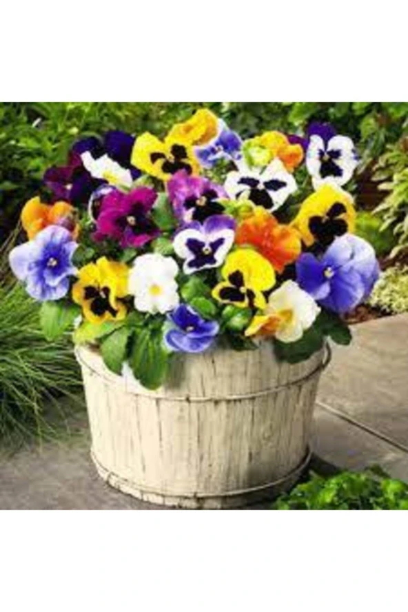 10 Adet Tohum Hercai Çiçek Tohumu ürün görseli