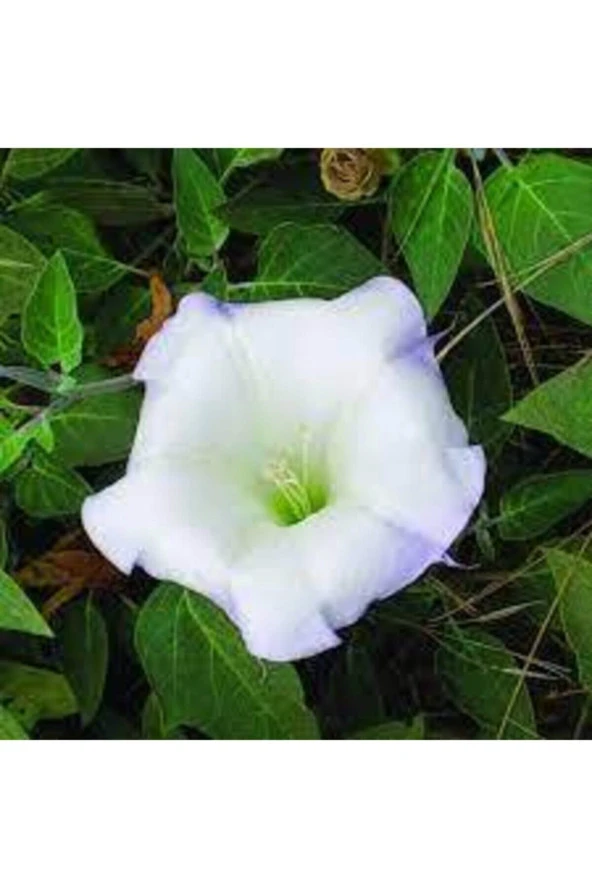 10 Adet Tohum Gece Güzeli Çiçek Tohumu Gece Güzeli Çiçeği Tohum Saksı Toprak - Resim 2