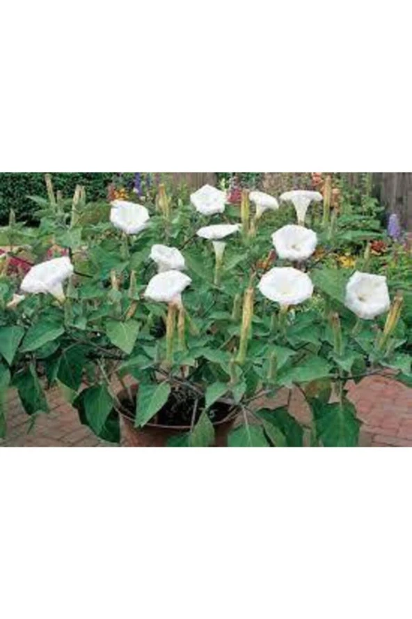 10 Adet Tohum Gece Güzeli Çiçek Tohumu Gece Güzeli Çiçeği Tohum Saksı Toprak - Resim 3