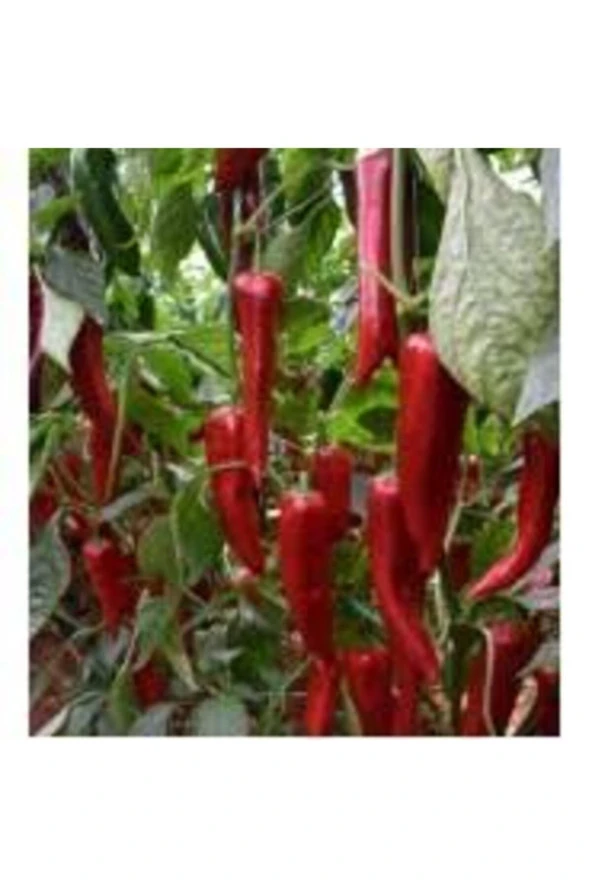 20 Adet Tohum Çok Acı Tayland Acı Biber Tohumu Hediye Tohumlu - Resim 2