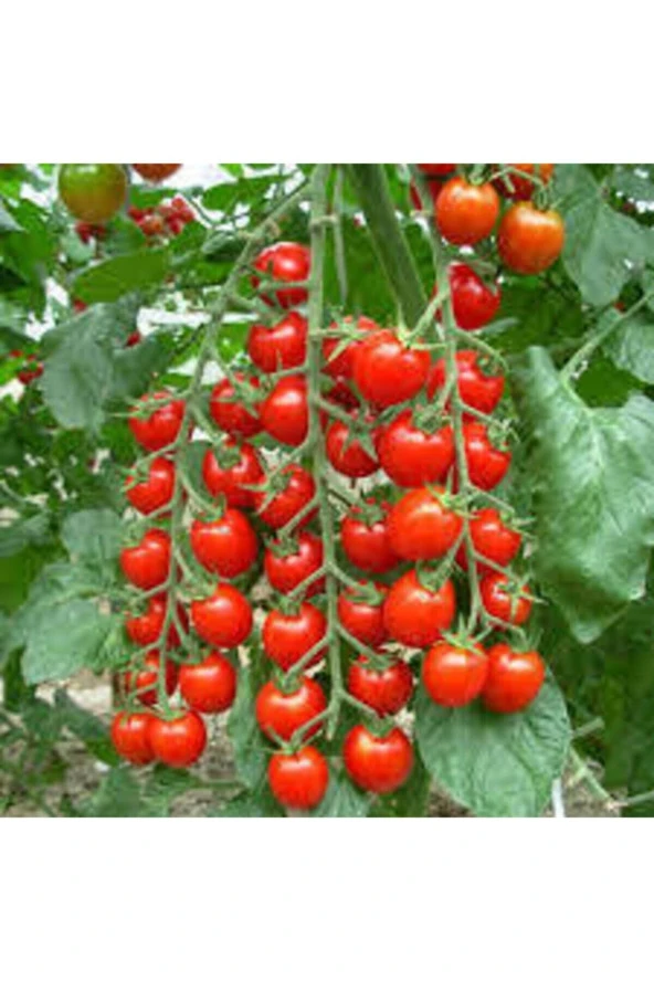 100 Adet Tohum Süper Paket Sırık Domates Tohumu Sırık Domates Süpriz Hediye Sebze Tohum ürün görseli