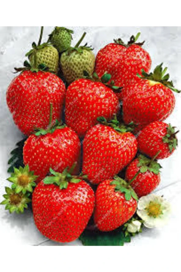 10 Adet Tohum Dev Çilek Tohumu Çilek Tohumu Güney Amercica Çileği Saksı Toprak Sürpriz Hediye Tohum - Resim 2