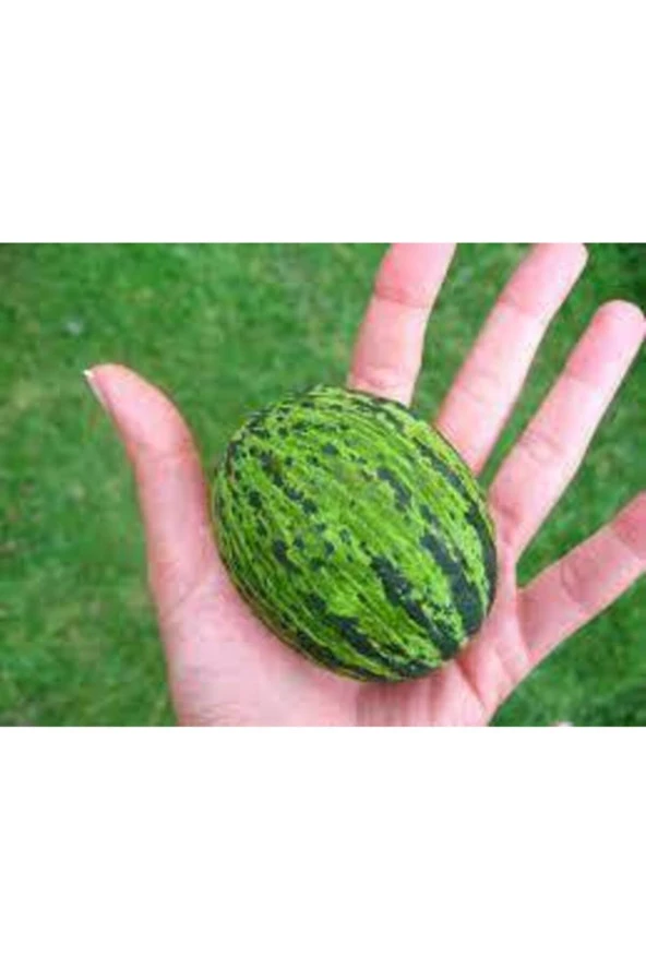 5 Adet Tohum Kelek Tohumu Turşuluk Kelek Tohumu Yeşil Kelek Sürpriz Hediye Tohumla Gönderilir - Resim 2