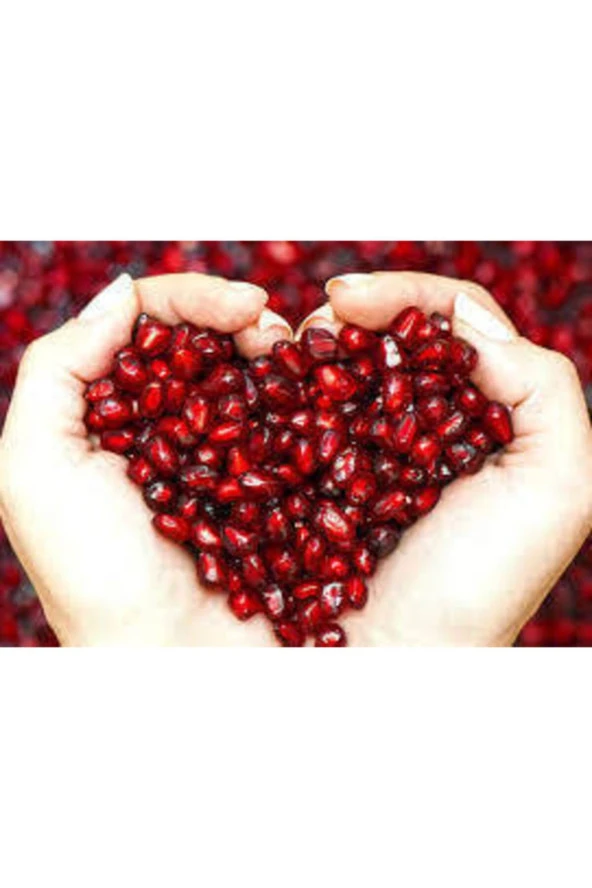 5 Adet Tohum Nar Ağacı Tohumu - Resim 3