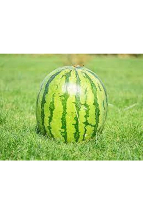 Diyarbakır Karpuzu Tohumu 75 Adet Tohum - Resim 2