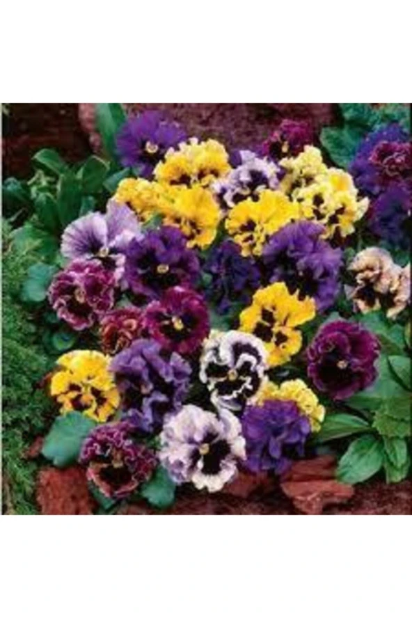 10 Adet Tohum Hercai Çiçek Tohumu - Resim 3