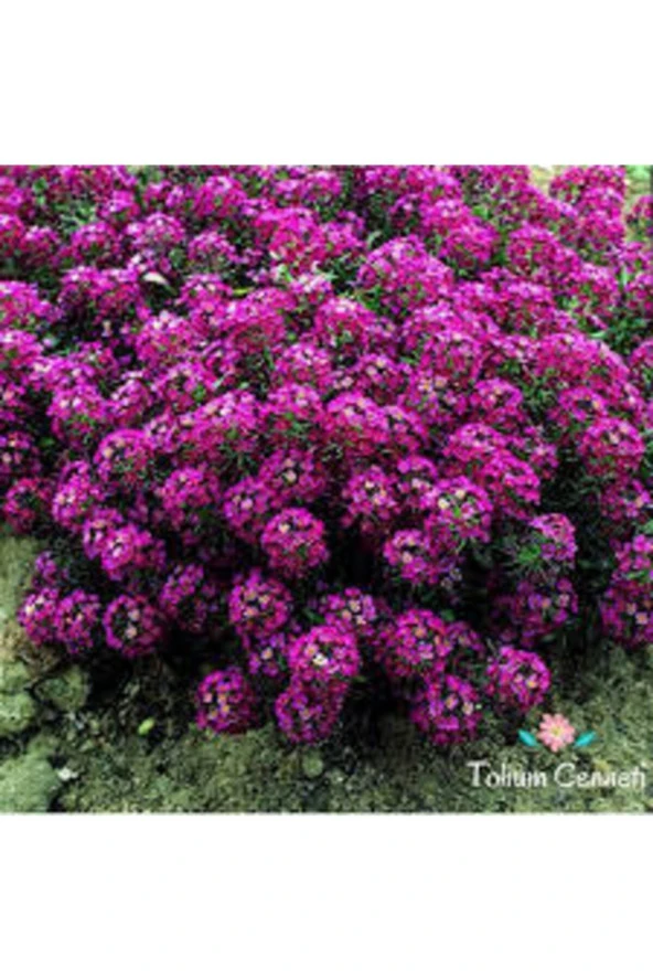 5 Adet Tohum Kraliyet Halısı Tohumu - Resim 2