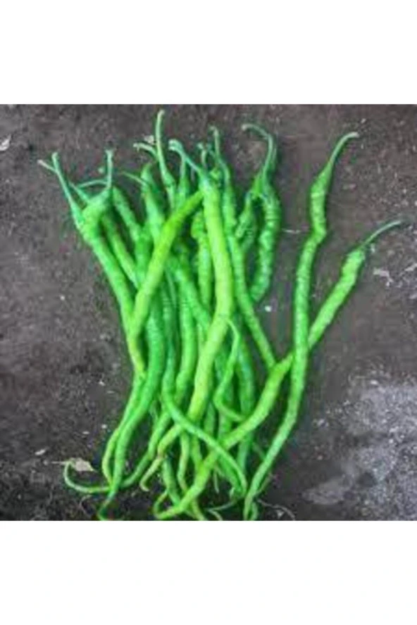 50 Adet Tohum Burkalem Biber Tohumu - Resim 2