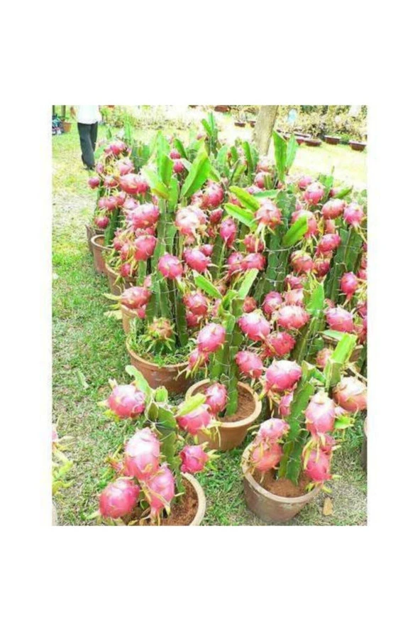5 Adet Tohum Ithal Nadir Tropikal Saksılık Pitaya Meyvesi Tohum Ejder Meyvesi Tohum Saksı Toprak - Resim 2
