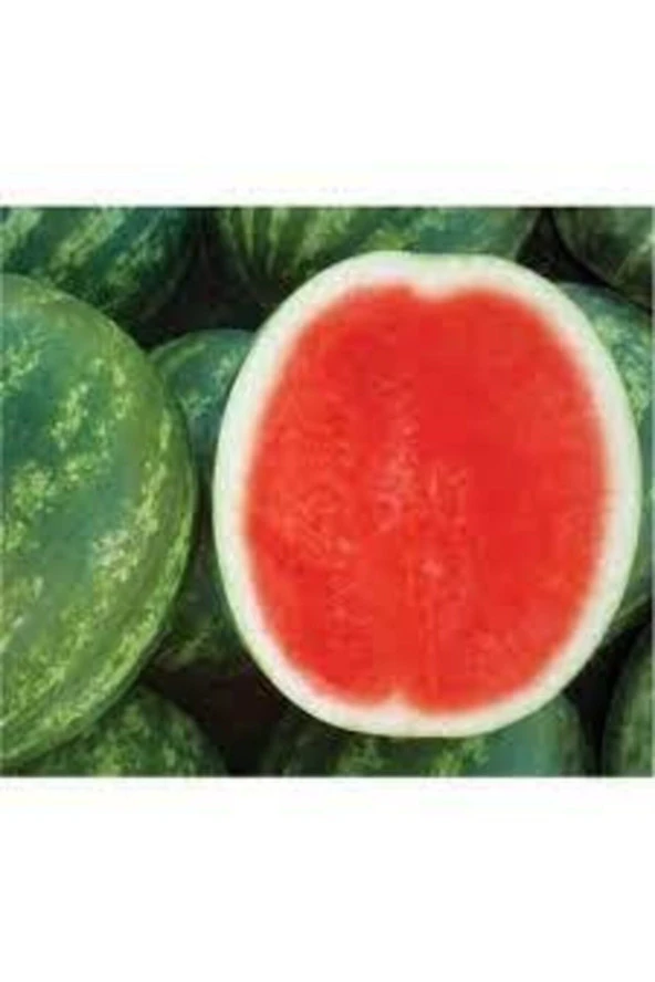 5 Adet Tohum Ithal Thailand Çekirdeksiz Karpuz Ata Tohum - Resim 3