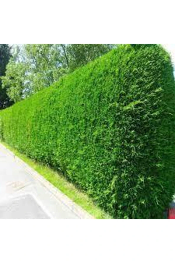 50 Adet Tohum Çit Mazı Tohumu - Resim 2