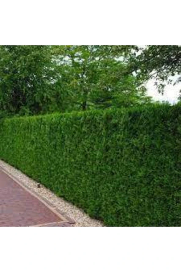 50 Adet Tohum Çit Mazı Tohumu - Resim 3