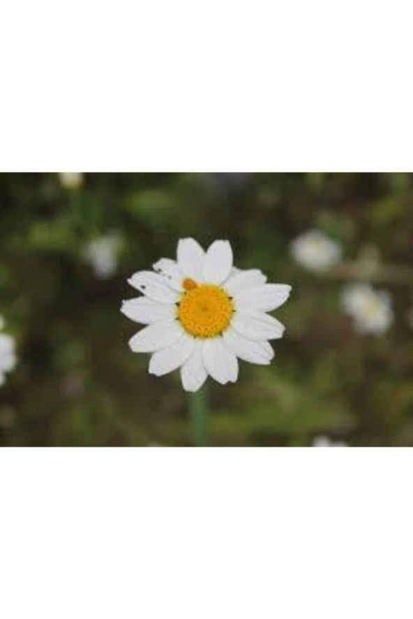 20 Adet Tohum Papatya Tohumu Dev Papatya Tohumu Saksı Toprak Sürpriz Hediye Çiçek Tohumuludur - Resim 3