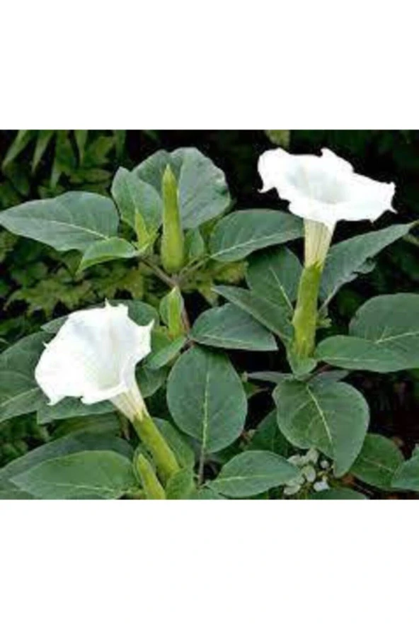 10 Adet Tohum Gece Güzeli Çiçek Tohumu Gece Güzeli Çiçeği Tohum Saksı Toprak ürün görseli