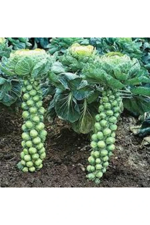 10 Adet Tohum Yerli Bürüksel Lahana Tohumu Süpriz Hediye Tohum Brüksel Lahanası Lahana ürün görseli