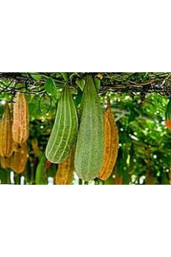 5 Adet Tohum Lif Kabak Tohumu Kabak Tohumu Lif Kabağı Tohumu Sürpriz Hediye Tohum - Resim 4