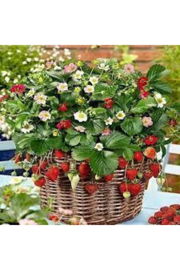 10 Adet Tohum Ithal Nadir Saksılık Çilek Tohumu Yediveren Çileği Tohumu Süpriz Hediye Tohum - Resim 2