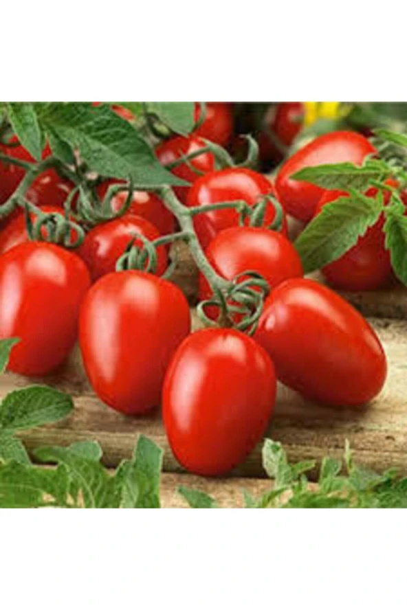 20 Adet Tohum Italyan Rio Grande Domates Tohumu Saksı Toprak Süpriz Hediye Tohum ürün görseli