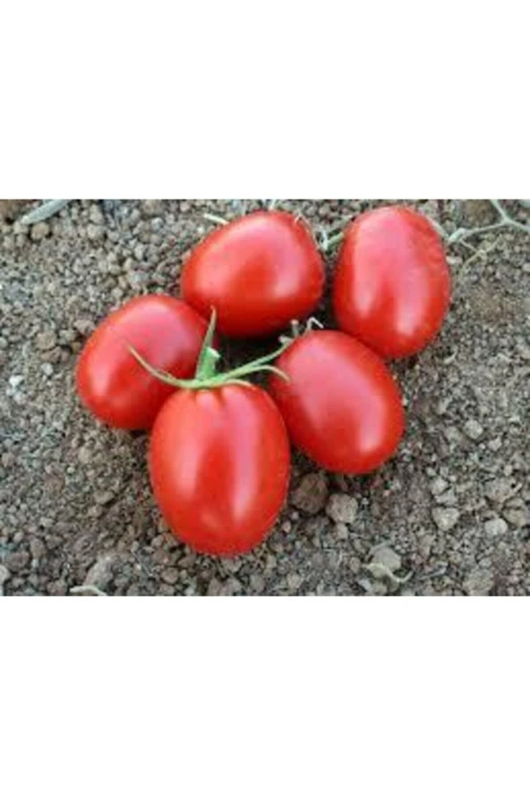 20 Adet Tohum Italyan Rio Grande Domates Tohumu Saksı Toprak Süpriz Hediye Tohum - Resim 4