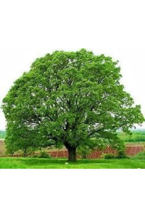 2 Adet Tohum Dev Palamut Ağacı Tohumu Sürpriz Hediye Tohumla Gönderilir ürün görseli