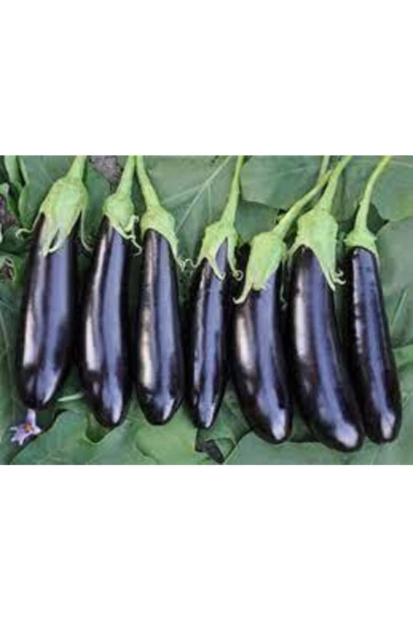 20 Adet Tohum Kemer Palıcan Tphumu Orjinal Yerli Tohum Kemer Patlıcanı Tohumu ürün görseli