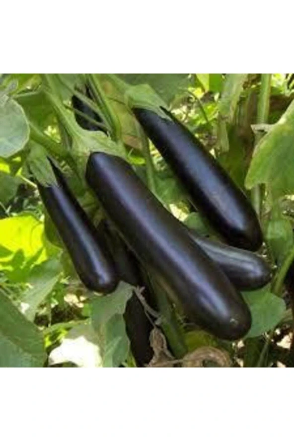 20 Adet Tohum Kemer Palıcan Tphumu Orjinal Yerli Tohum Kemer Patlıcanı Tohumu - Resim 3