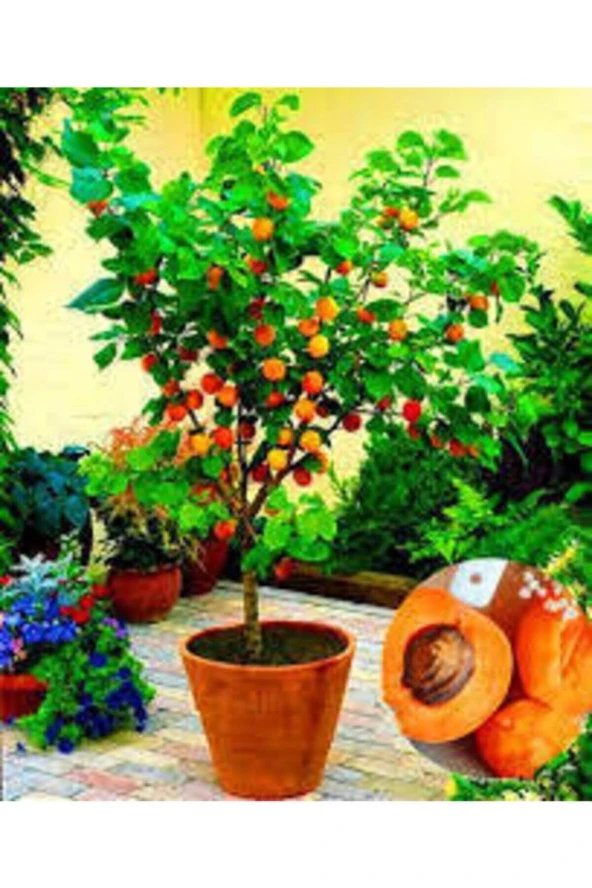 3 Adet Tohum Şekerpare Kayısı Bodur Bonsai Ağaç Tohumu Sürpriz Hediye Tohum - Resim 2