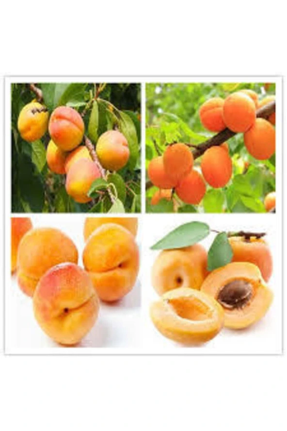 3 Adet Tohum Şekerpare Kayısı Bodur Bonsai Ağaç Tohumu Sürpriz Hediye Tohum - Resim 3