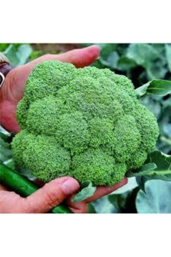 10 Adet Tohum Yeşil Brokoli Tohumu Yeni Sezon Hediye Tohumlu - Resim 3