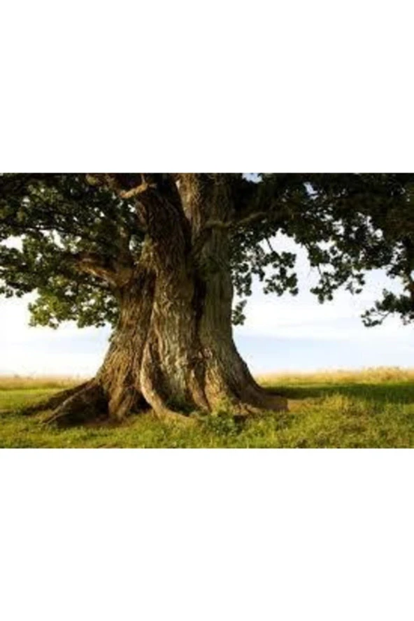 2 Adet Tohum Dev Palamut Ağacı Tohumu Sürpriz Hediye Tohumla Gönderilir - Resim 2