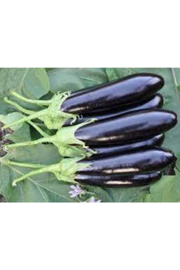 20 Adet Tohum Kemer Palıcan Tphumu Orjinal Yerli Tohum Kemer Patlıcanı Tohumu - Resim 2