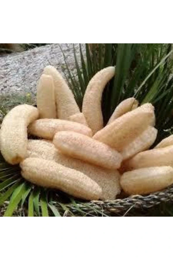 5 Adet Tohum Lif Kabak Tohumu Kabak Tohumu Lif Kabağı Tohumu Sürpriz Hediye Tohum - Resim 3