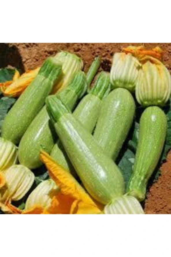 20 Adet Tohum Sakız Kabak  Ata Tohum - Resim 3