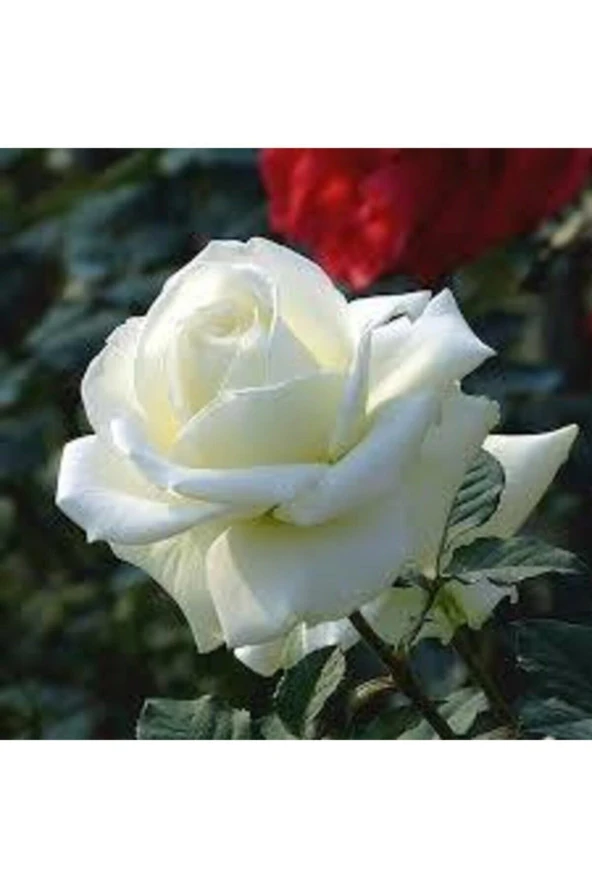 10 Adet Tohum Beyaz Gül Tohumu Nadir Beyaz Gül Tohum Saksı Toprak Hediyelidir - Resim 4